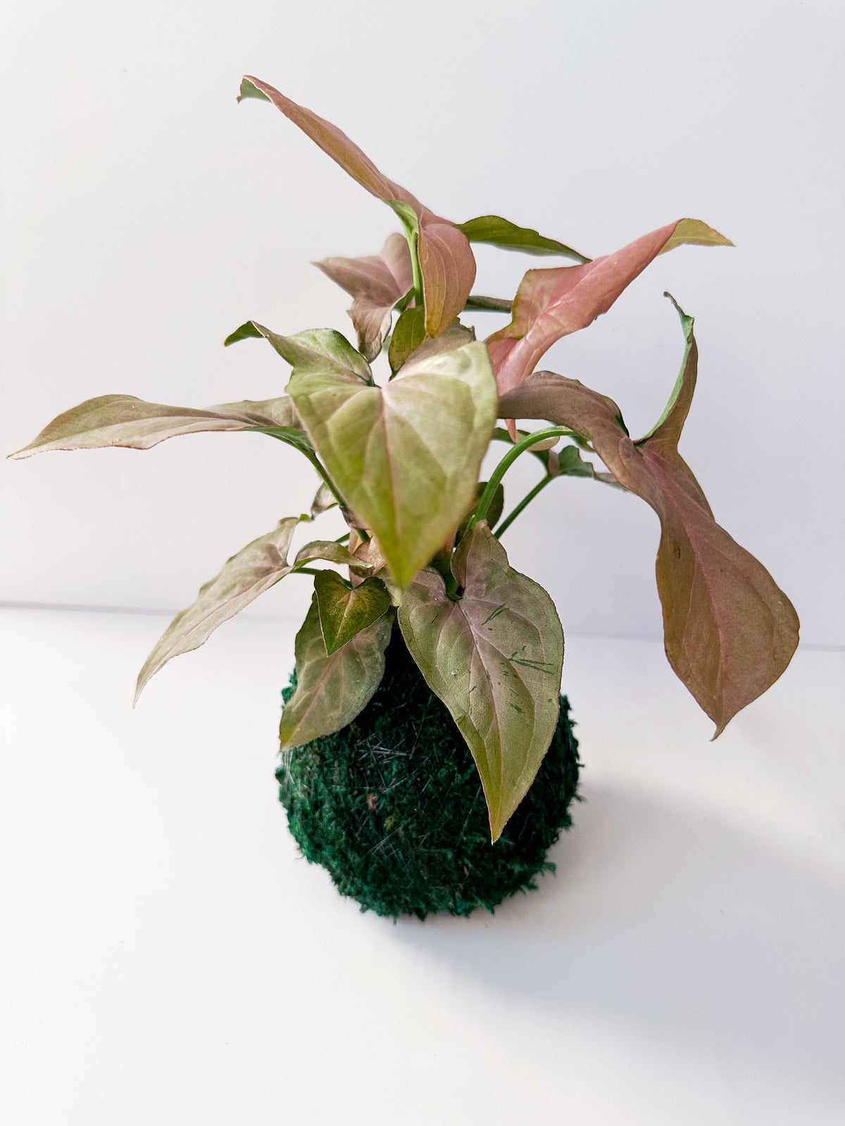 Pink Syngonium Kokedama Japanese Moss Ball