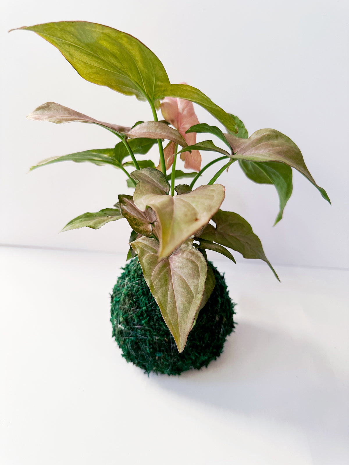 Pink Syngonium Kokedama Japanese Moss Ball