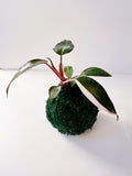 Pink Princes Philodendron Kokedama Japanese Moss Ball