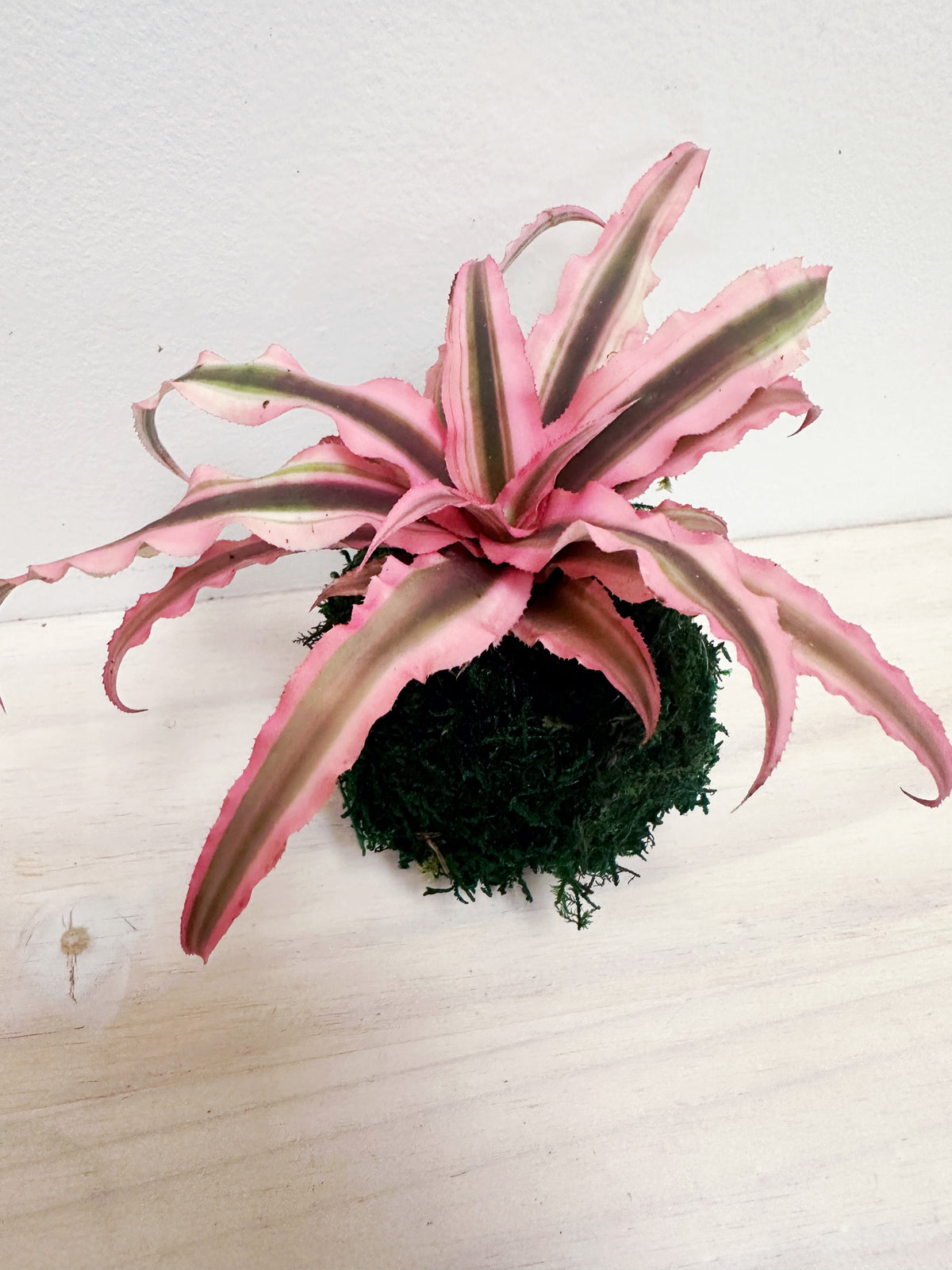 Pink Earth Star Kokedama Japanese Moss Ball