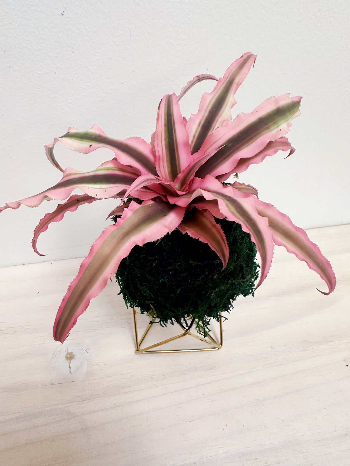 Pink Earth Star Kokedama Japanese Moss Ball