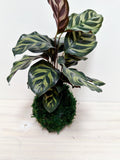 Makoyana Kokedama Japanese Moss Ball