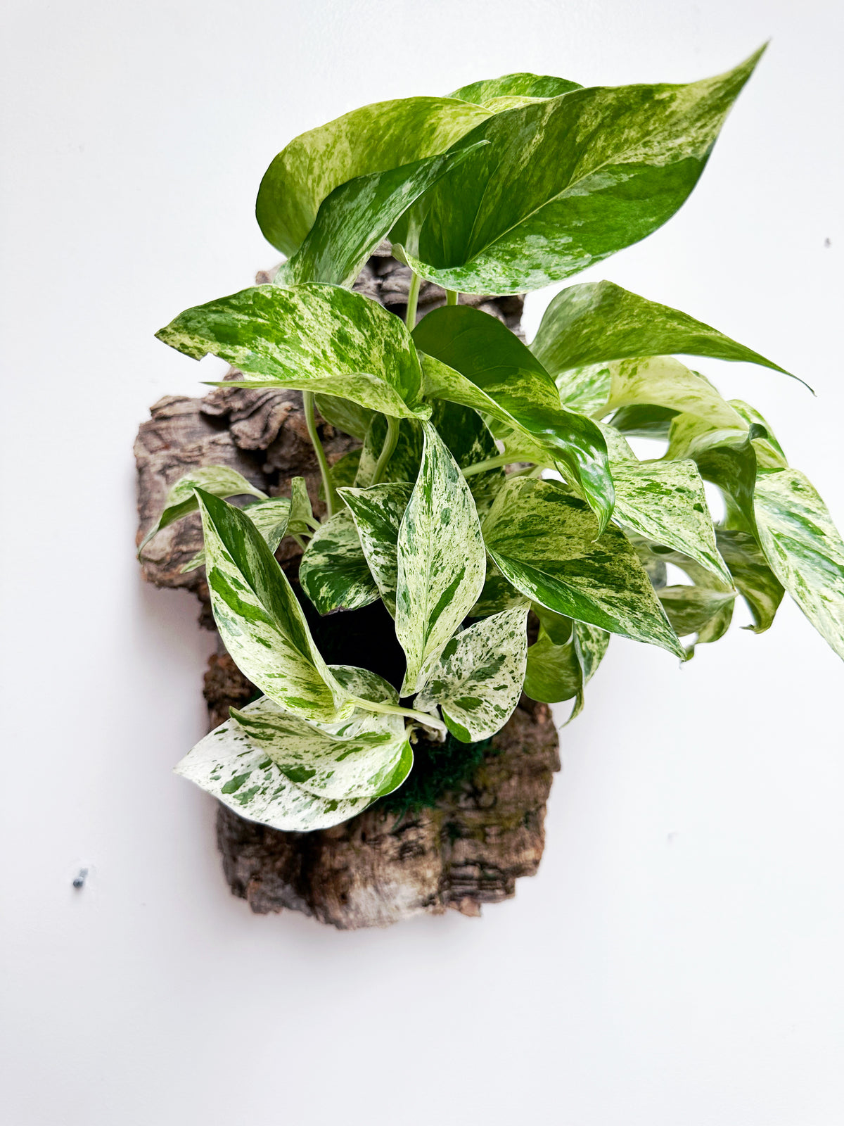 Marble Queen Living Wall Art