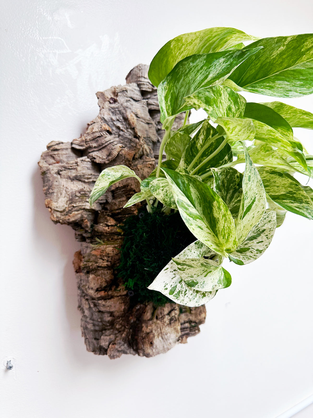 Marble Queen Living Wall Art