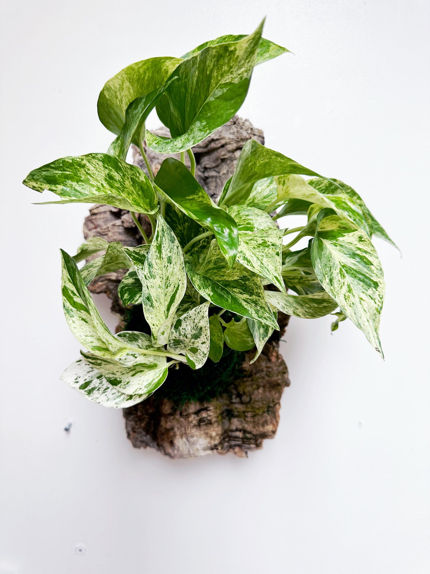 pothos wall art Marble Queen Living Wall Art – Plants & What Knot
