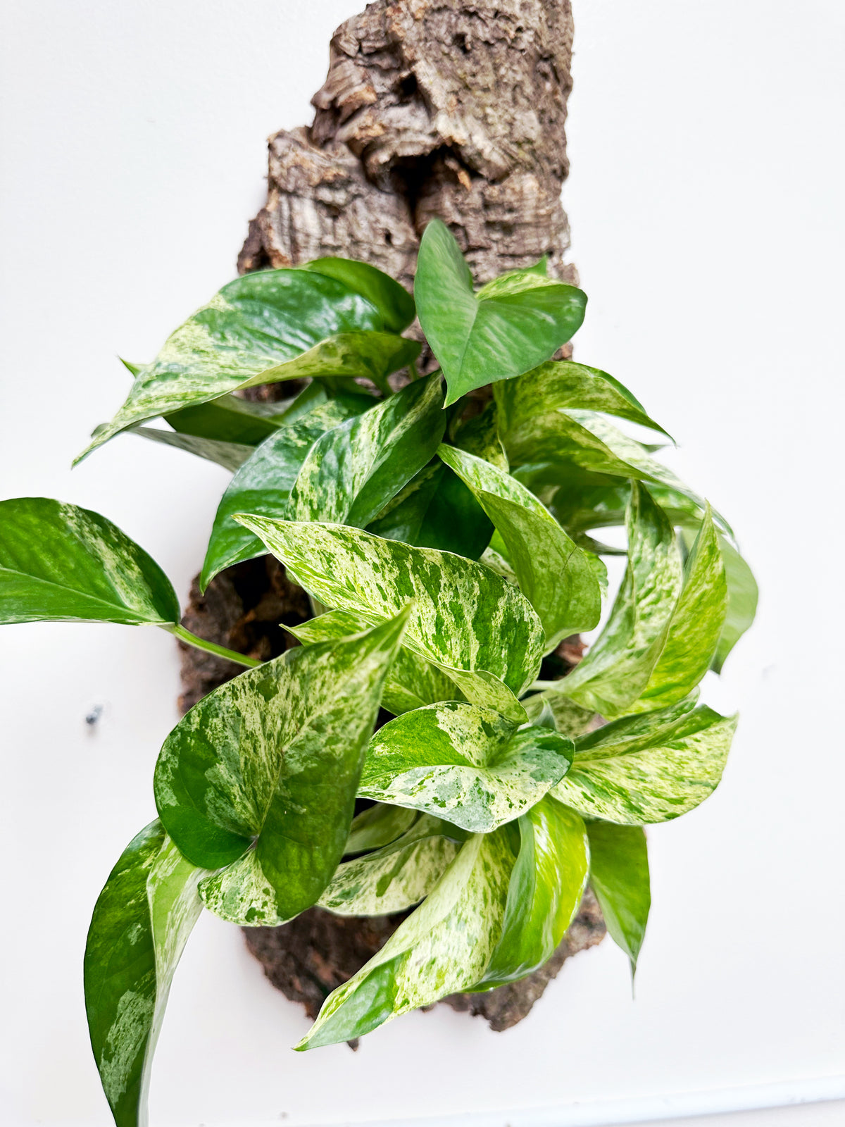 Marble Queen Living Wall Art