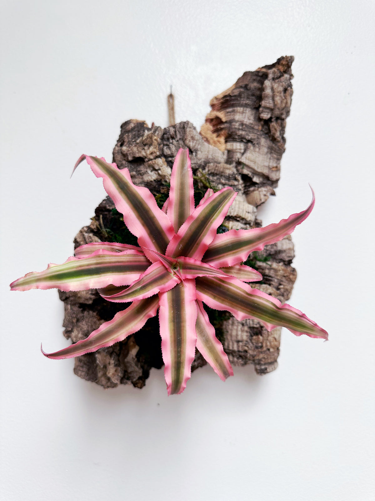 Pink Earth Star Living Wall Art