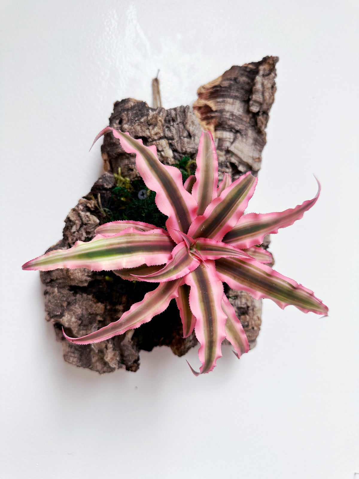 Pink Earth Star Living Wall Art