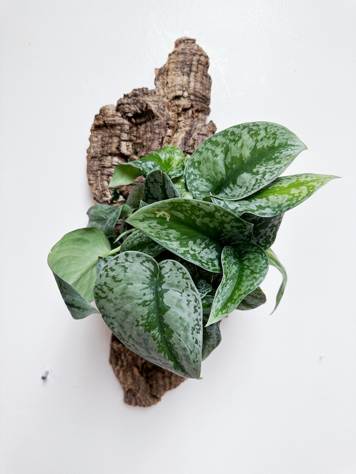 Scindapsus Exotica Living Wall Art