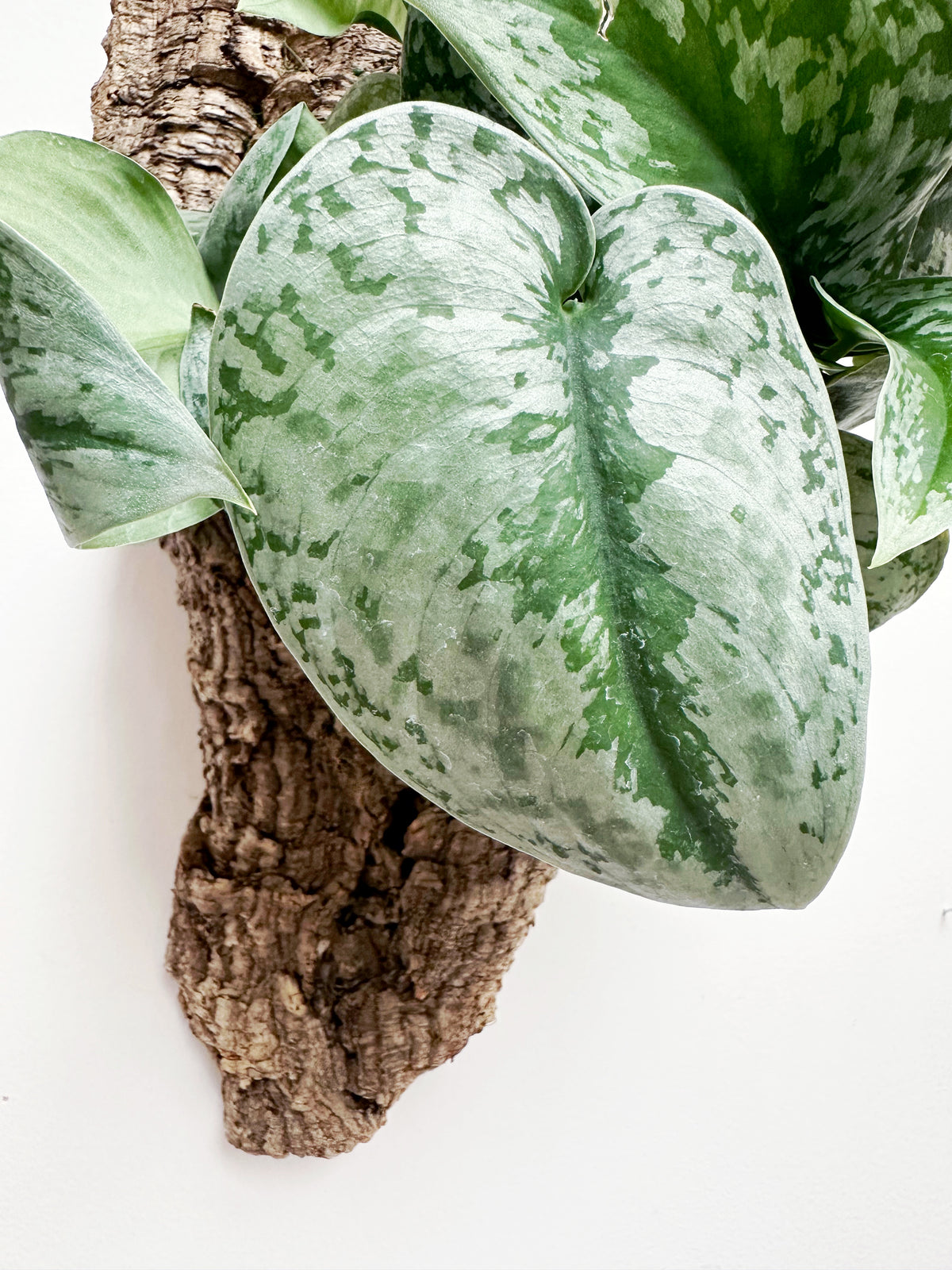 Scindapsus Exotica Living Wall Art