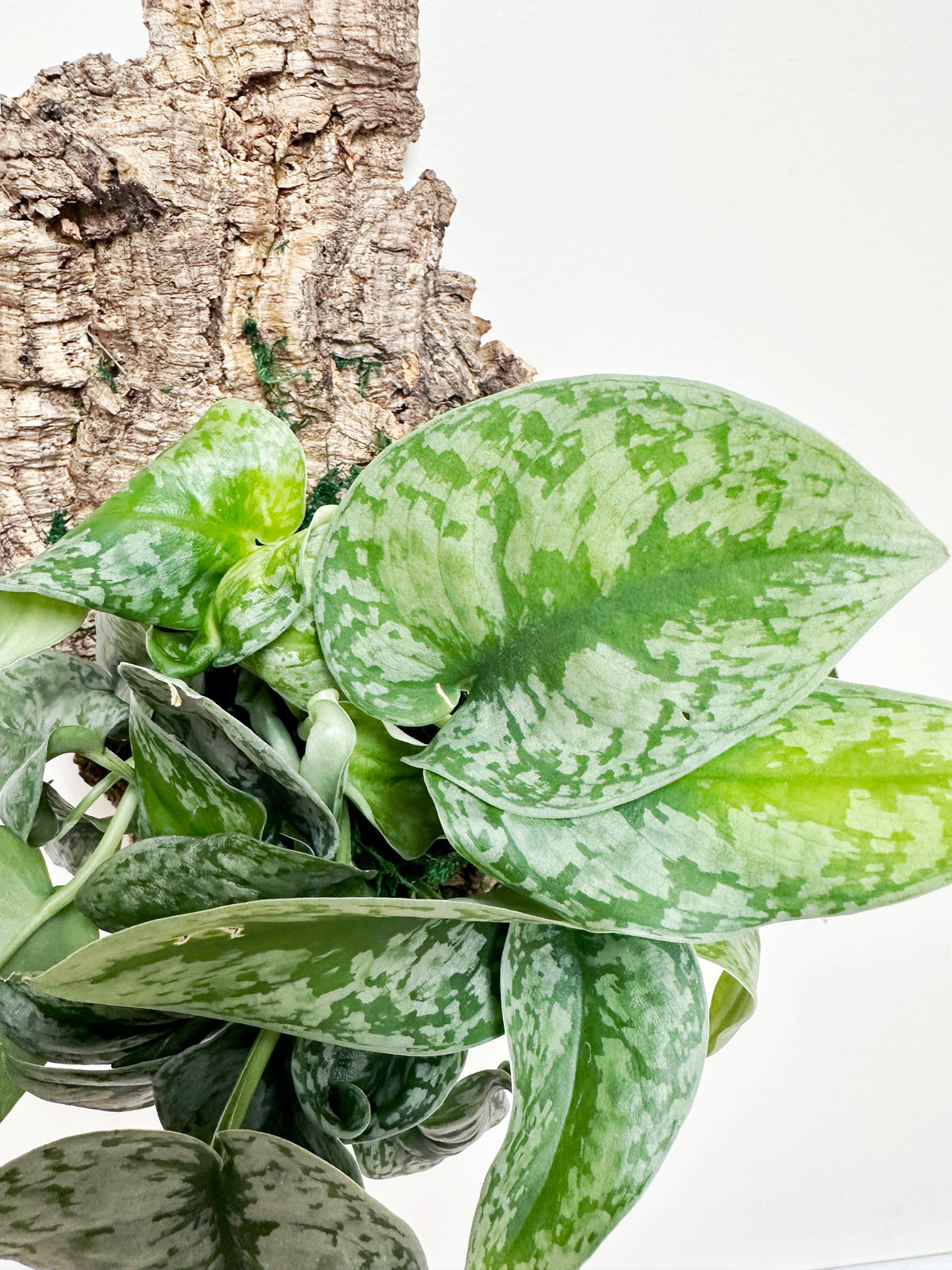 Scindapsus Exotica Living Wall Art