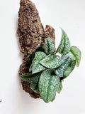 Scindapsus Exotica Living Wall Art