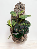 Red Maranta Prayer Plant Living Wall Art