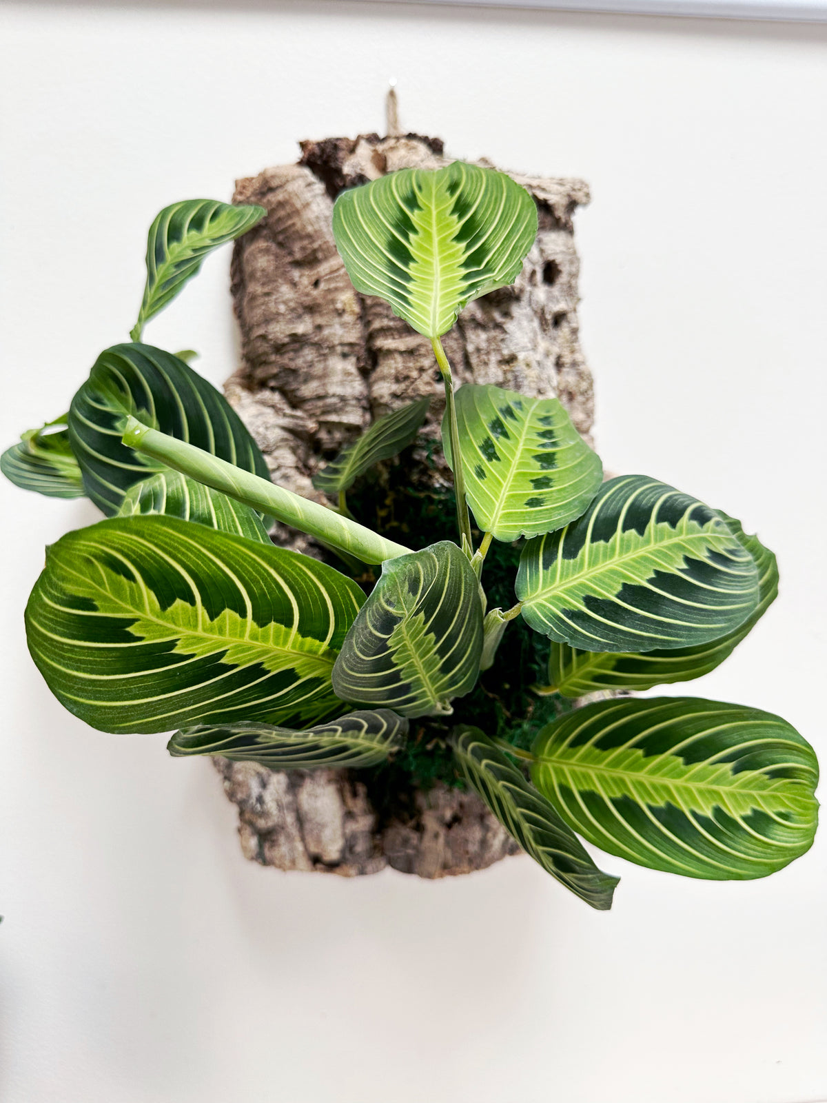 Lemon Lime Maranta Prayer Plant Living Wall Art