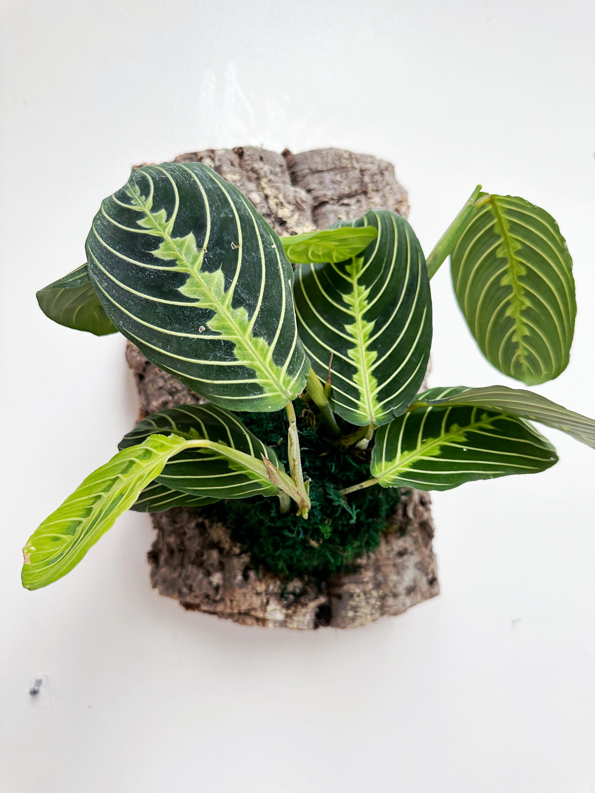 Lemon Lime Maranta Prayer Plant Living Wall Art