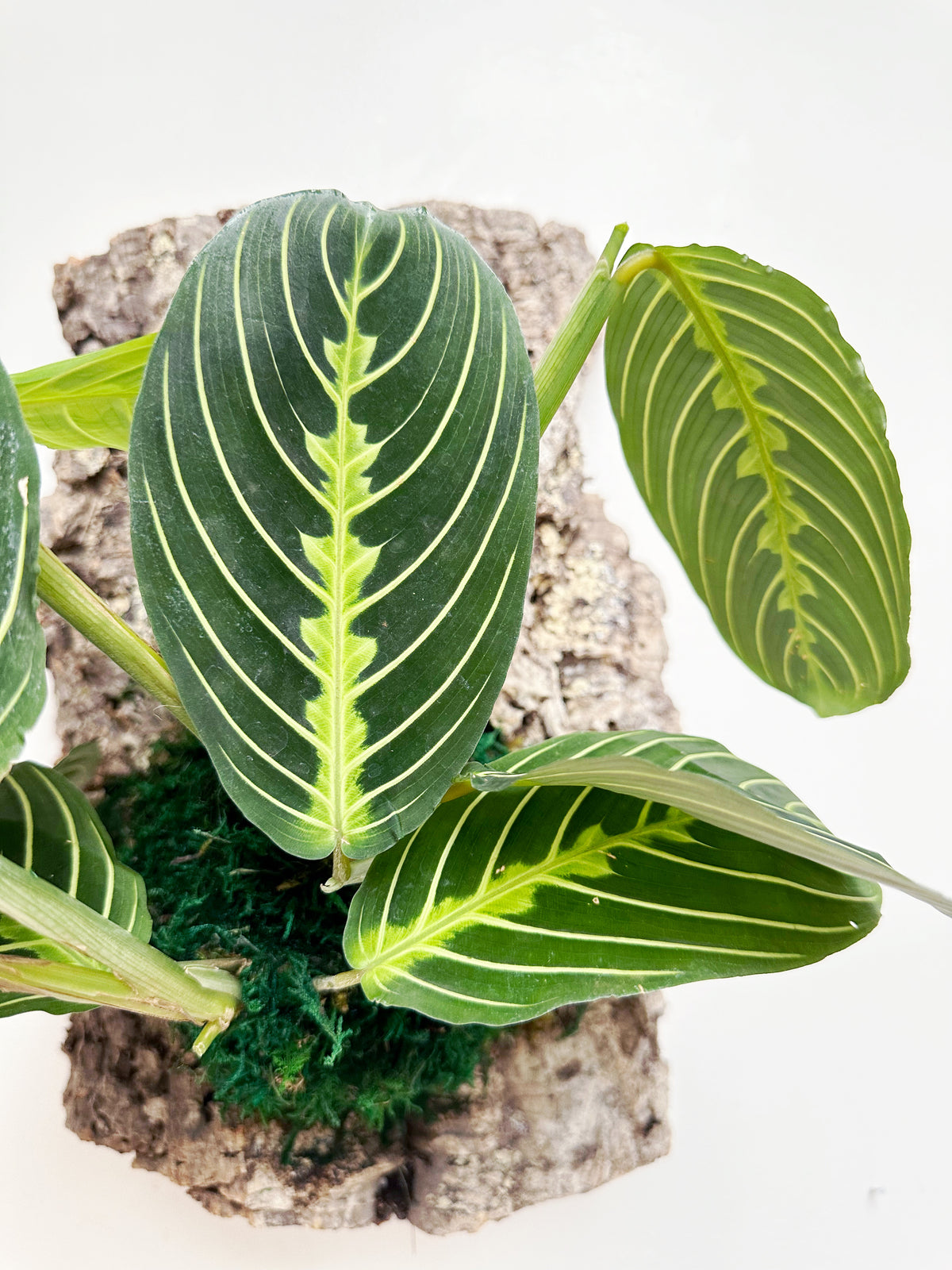 Lemon Lime Maranta Prayer Plant Living Wall Art