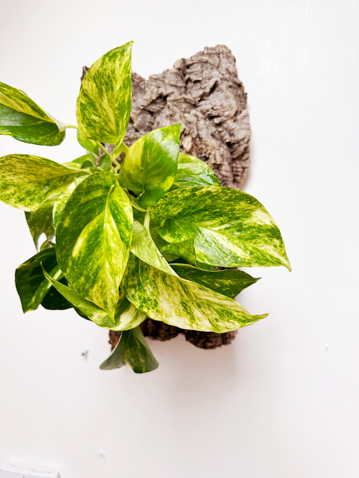 Golden Pothos Living Wall Art