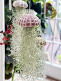 Alfonso Spanish Moss Air plant Jellyfish