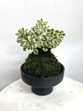Variegated Stonecrop ‘Atlantis’ Kokedama