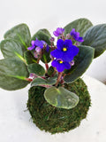 African Violet Kokedama