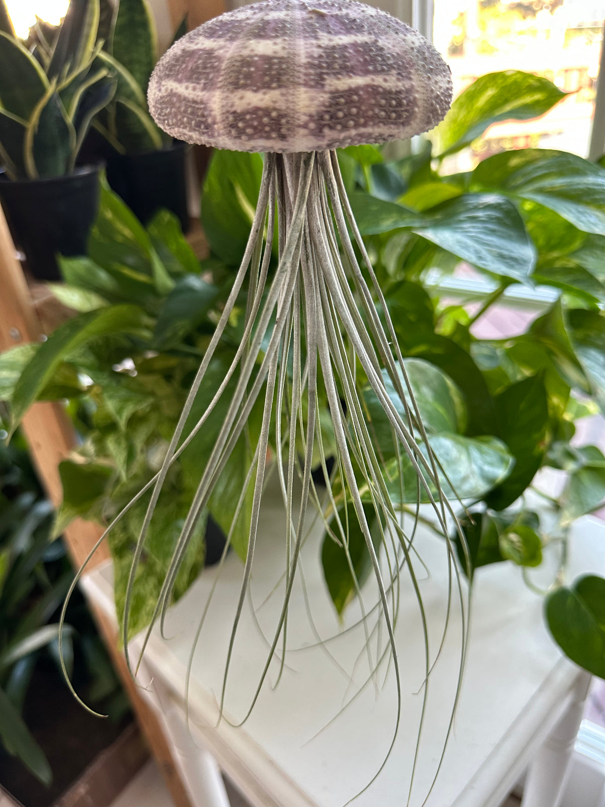 Georgia Air Plant Jellyfish