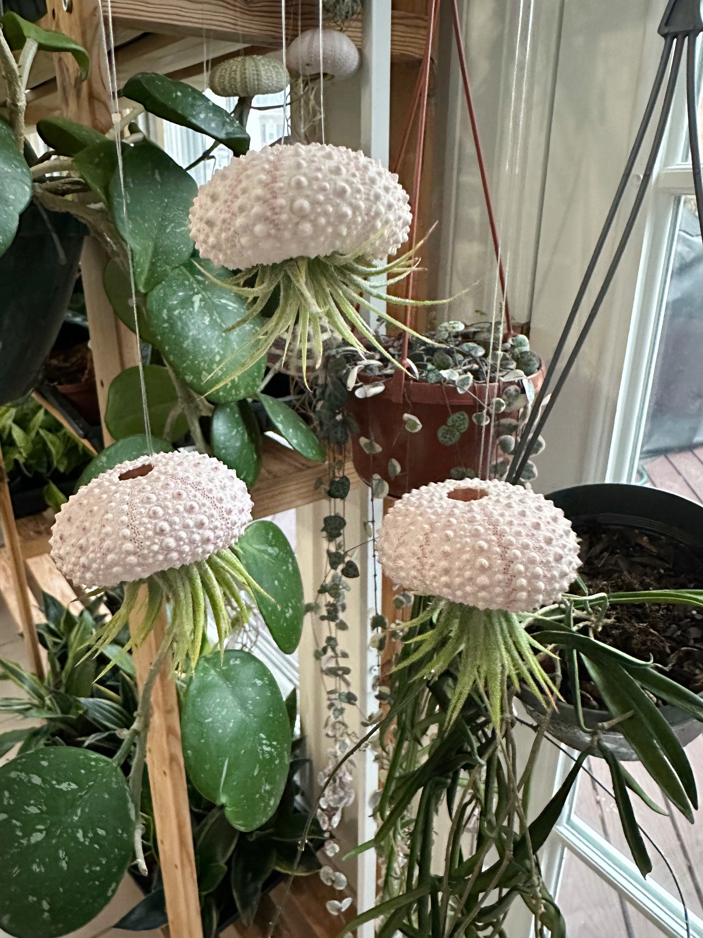air plant jellyfish 3-pack Daisy Posse Air Plant Jellyfish Family – Plants & What Knot