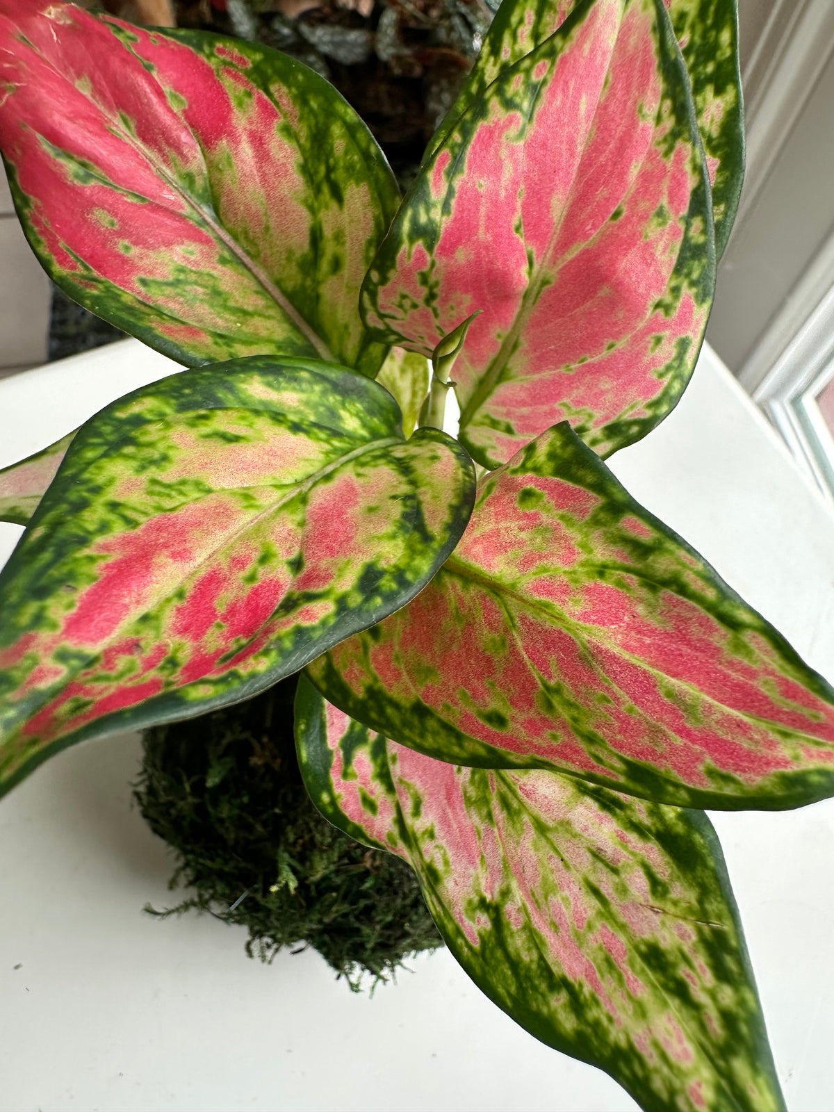 Red Valentine Aglaonema Kokedama
