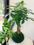 Money Tree Kokedama