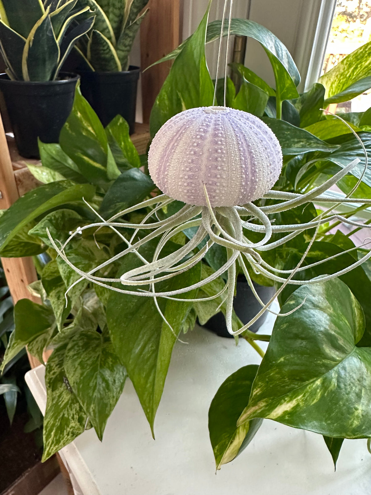 "Chloe" Air Plant Jellyfish