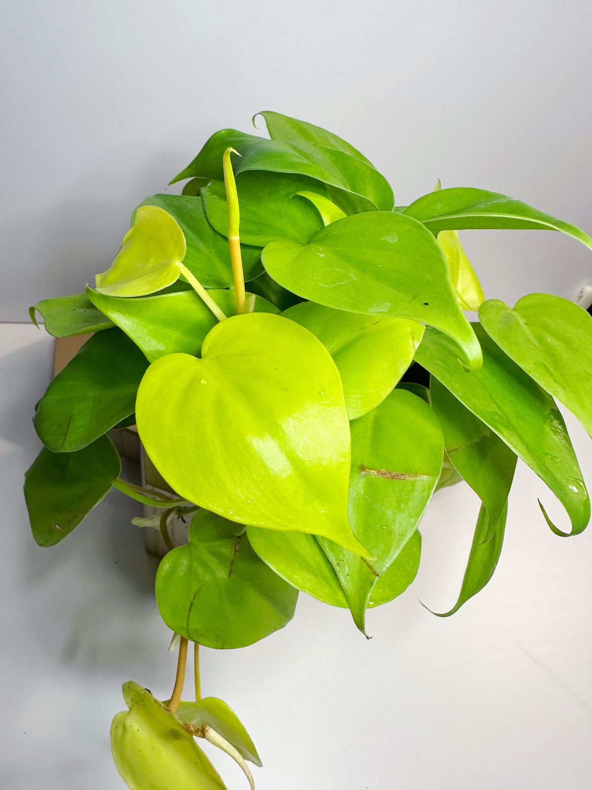 Lemon lime Philodendron (vining)
