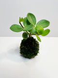 Mini Peperomia Hope Kokedama