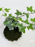 White Variegated Ivy Kokedama