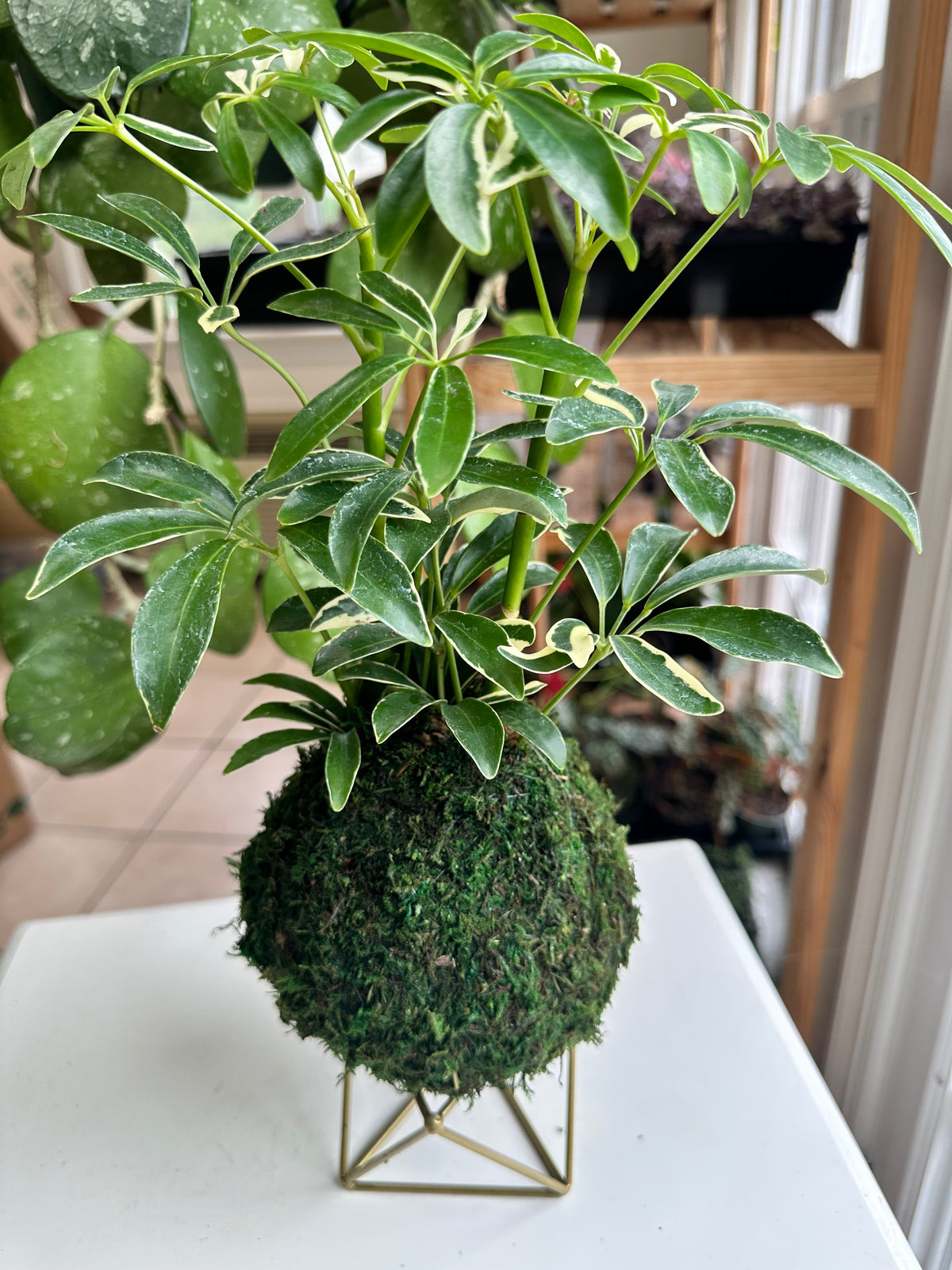 Variegated Schflerra Kokedama