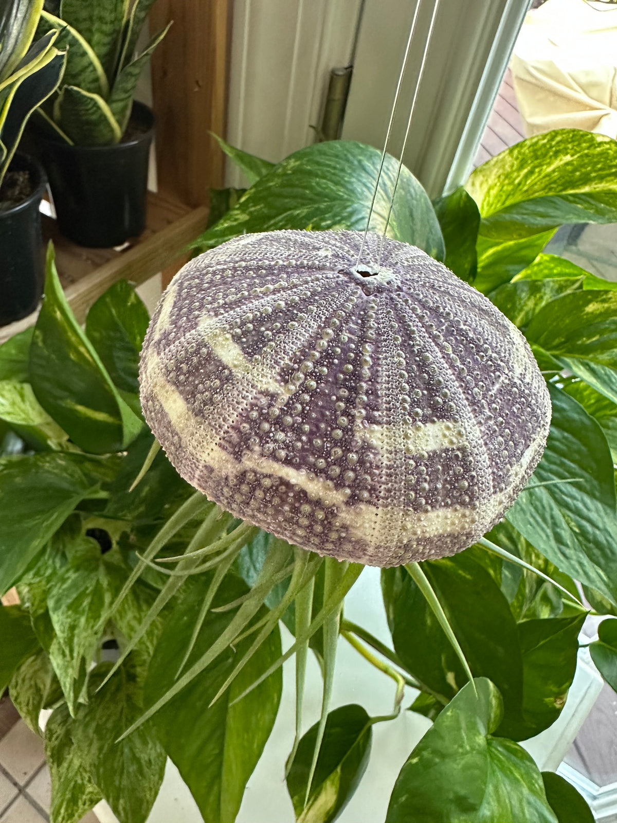 “Bruno” Air plant Jellyfish