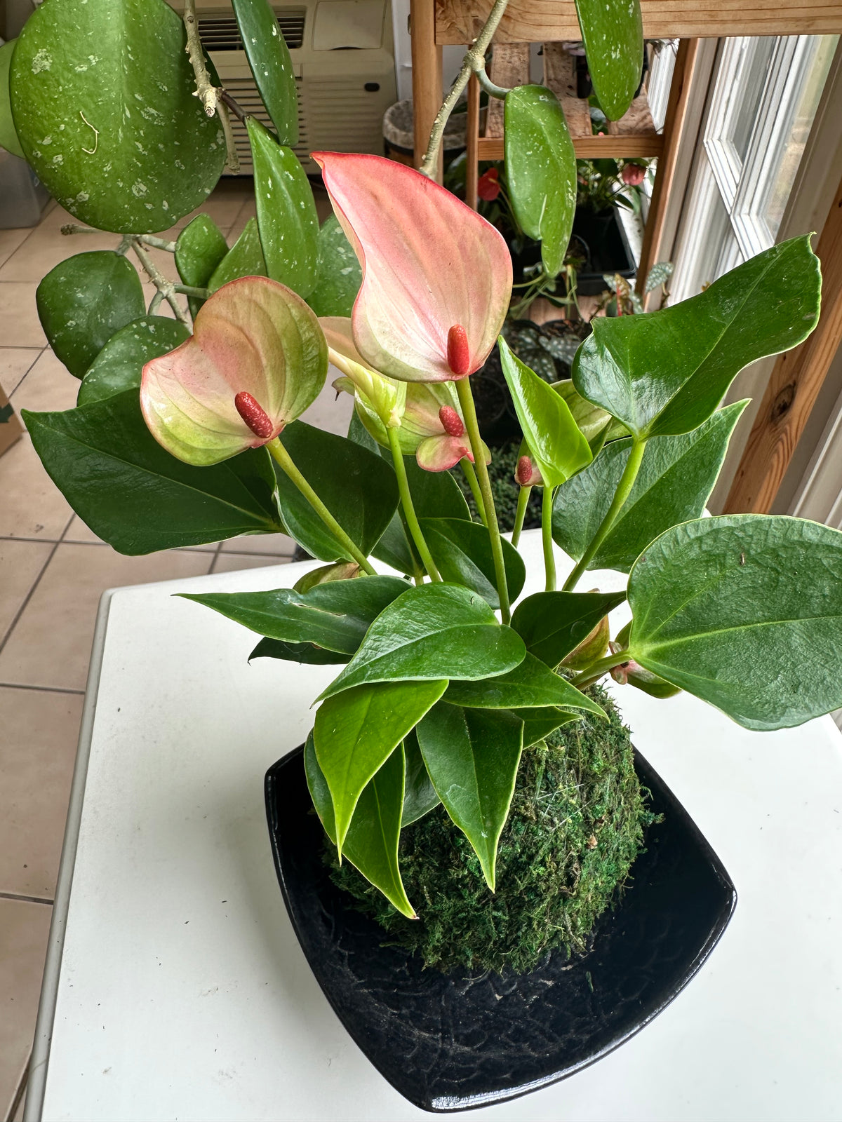 Light Pink Joli "Flamingo Flower" Anthurium Kokedama