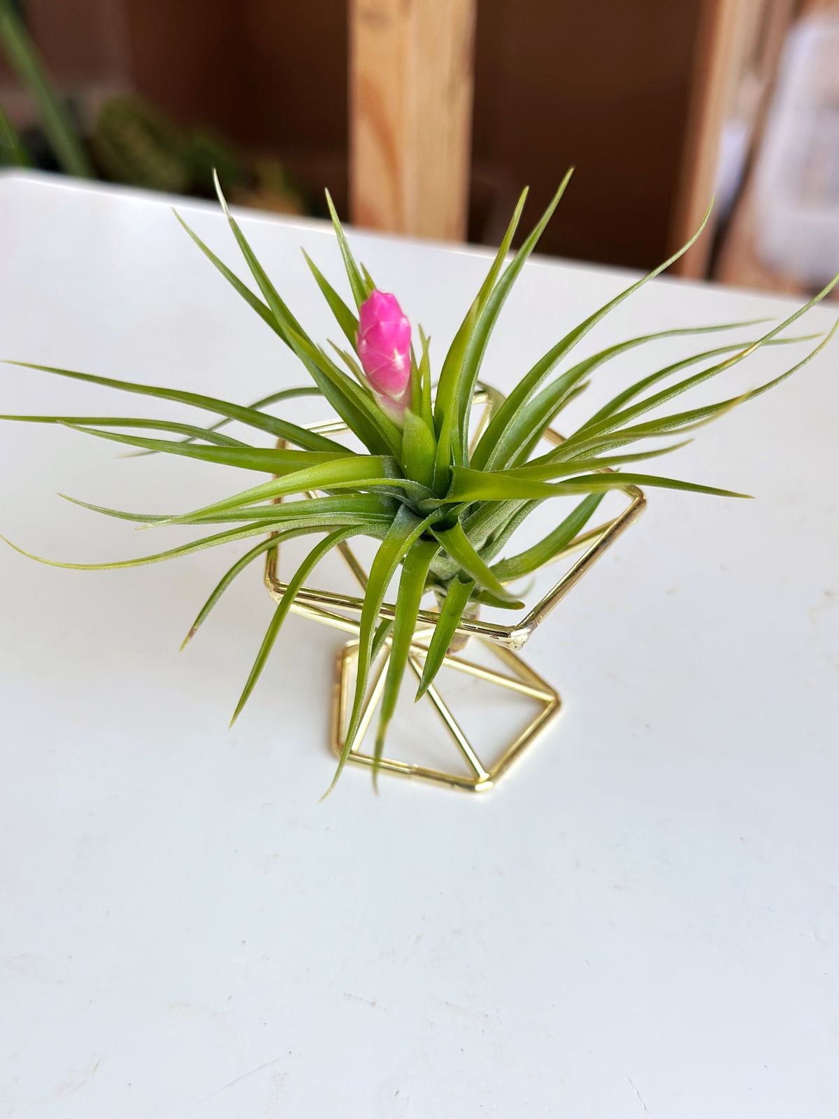 Small Blooming Airplant