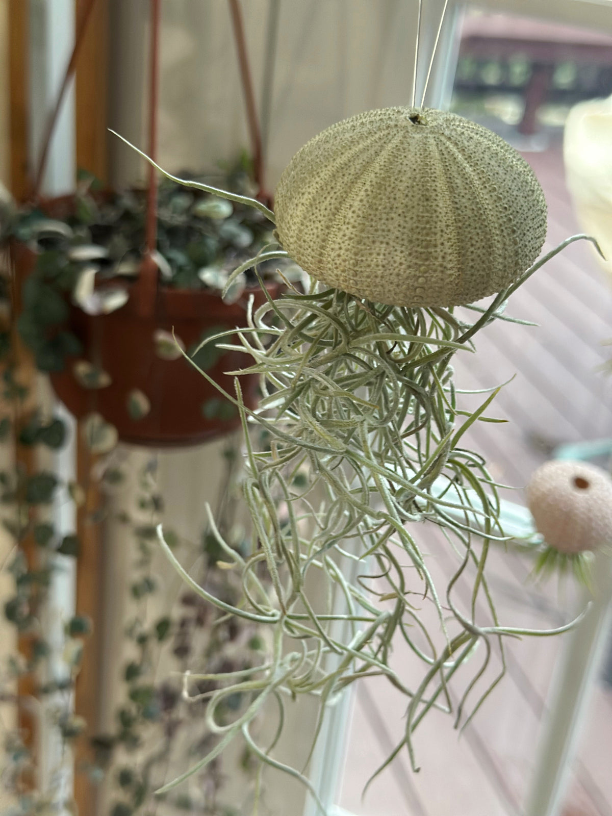 “Cedric” Spanish Moss Jelly Fish