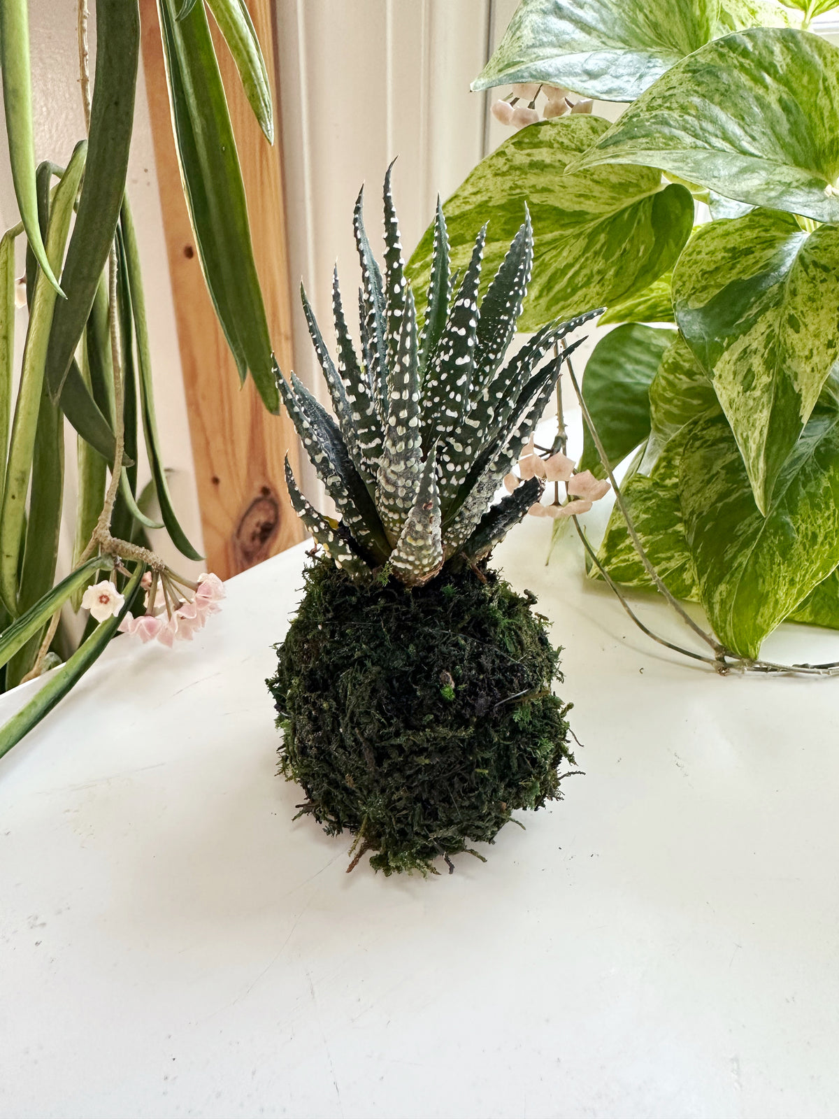 Zebra cactus mini kokedama Japanese moss ball