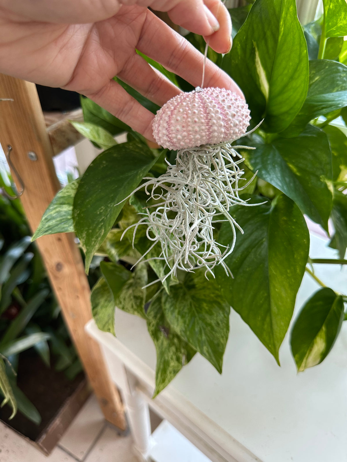 “Poppy” Spanish Moss Jelly Fish