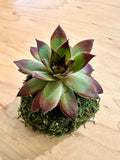 Mini “Cherries Jubilee” Hens and Chicks Kokedama