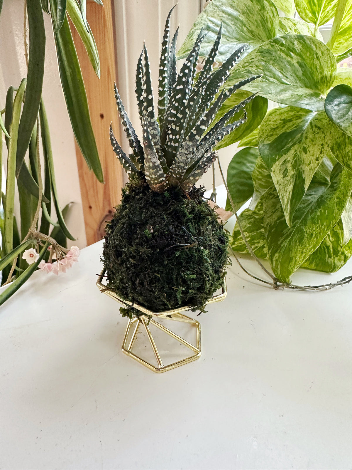 Zebra cactus mini kokedama Japanese moss ball