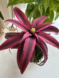 Mini Red Earth Star Kokedama Japanese Moss Ball