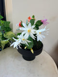 Tricolor Easter Cactus Kokedama