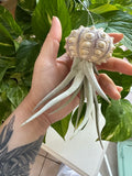 Eliza Air Plant Jellyfish