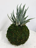 Zebra Cactus Kokedama