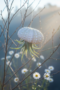 Daisy Air Plant Jellyfish