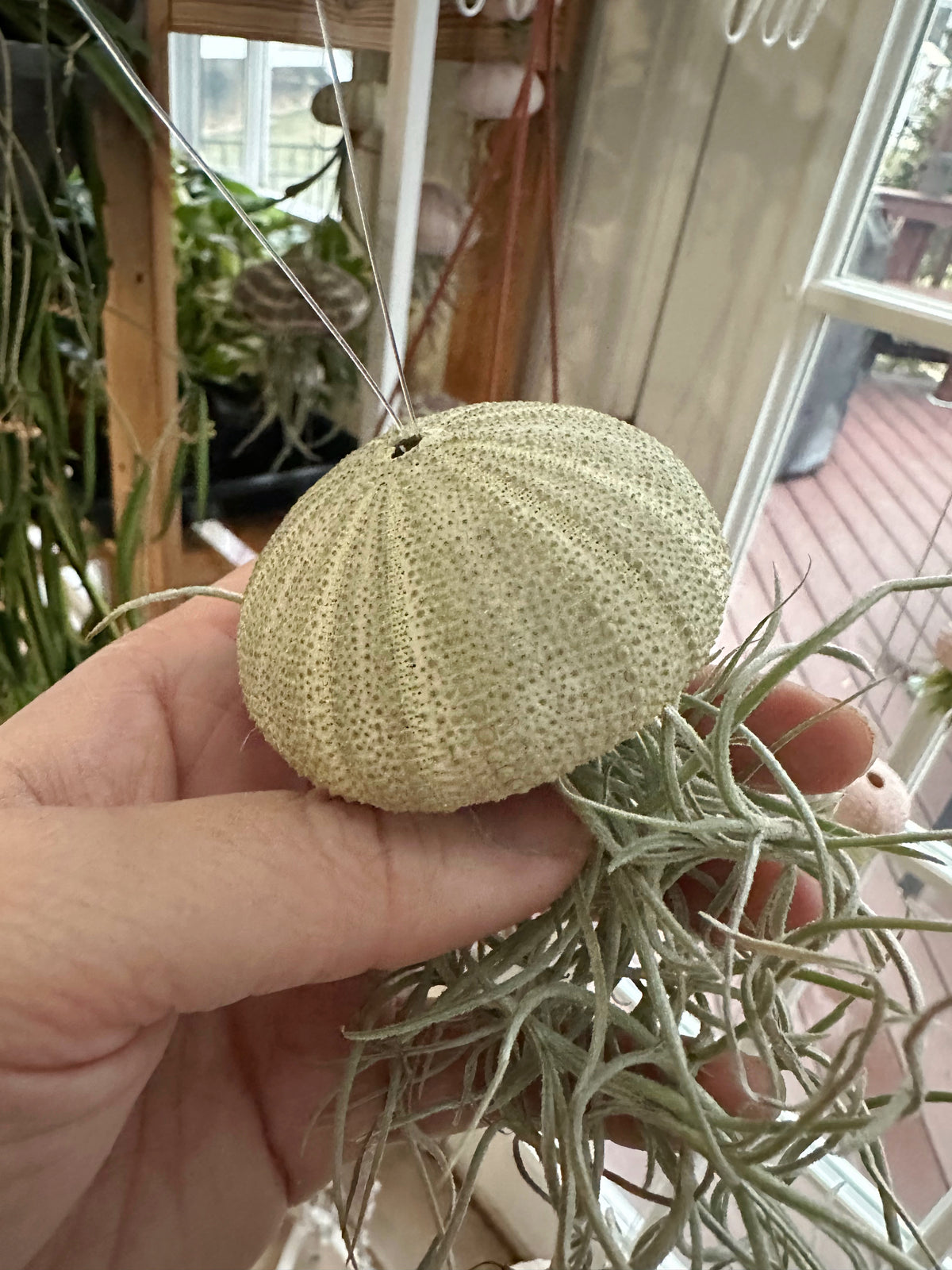 “Cedric” Spanish Moss Jelly Fish