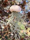 “Poppy” Spanish Moss Jelly Fish