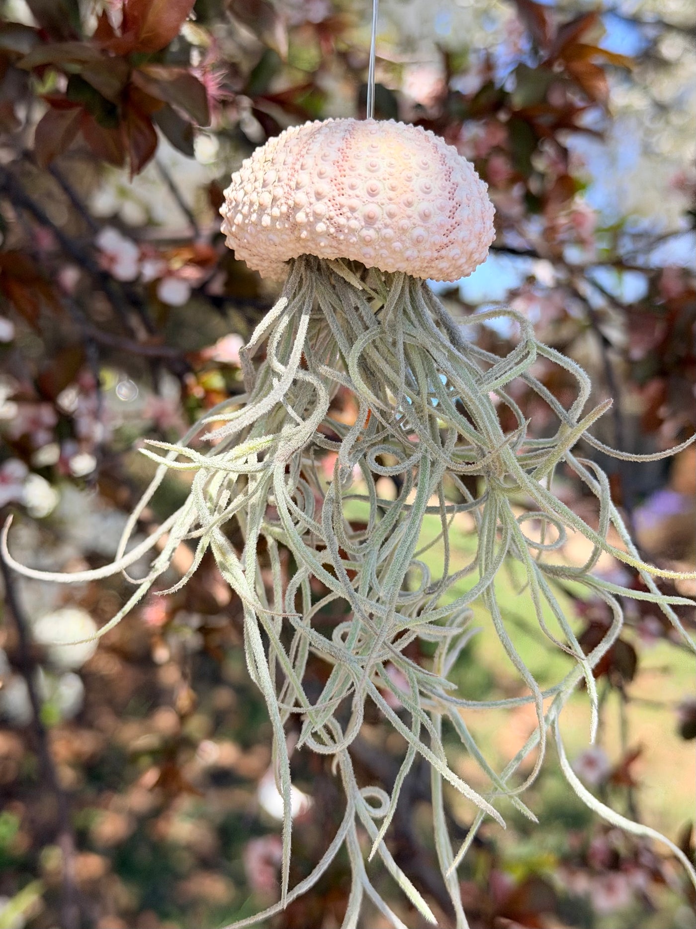 air jelly plant Poppy” Spanish Moss Jelly Fish – Plants & What Knot