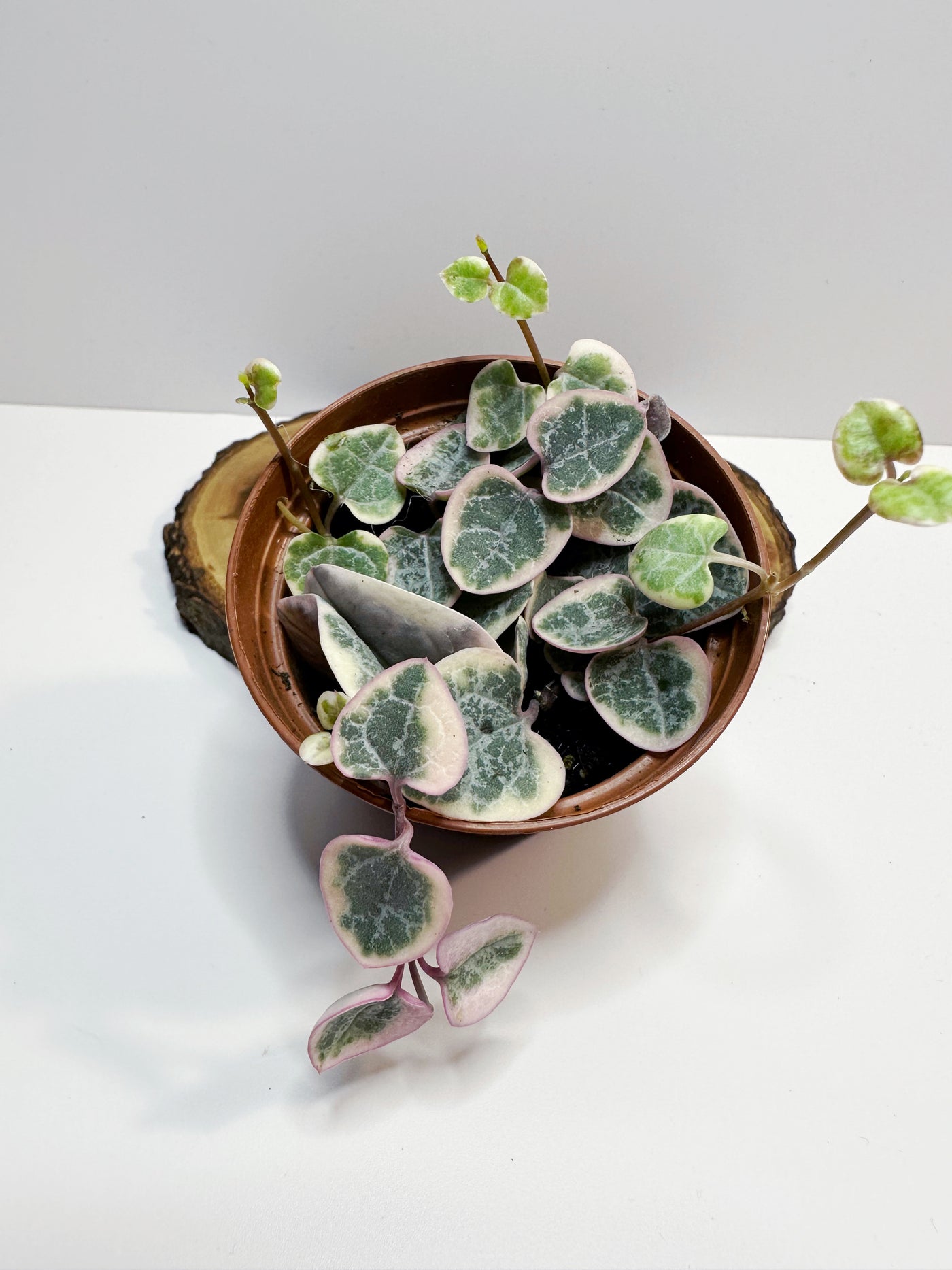 Variegated string of hearts – Plants & What Knot